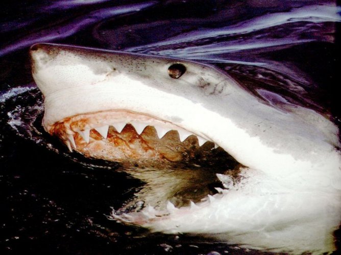 shark012.jpg